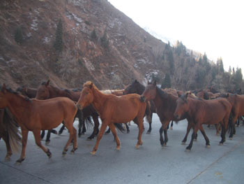 chinese horses.jpg